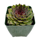 Sempervivum Blue Boy