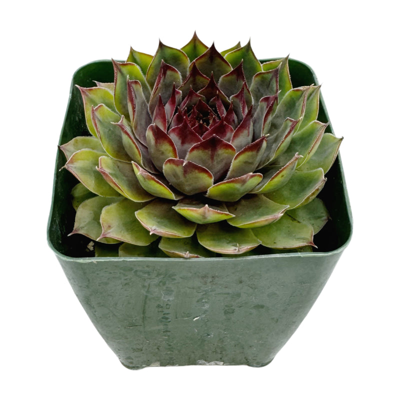 Sempervivum Blue Boy