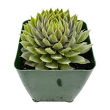 Sempervivum Pacific Blue Ice