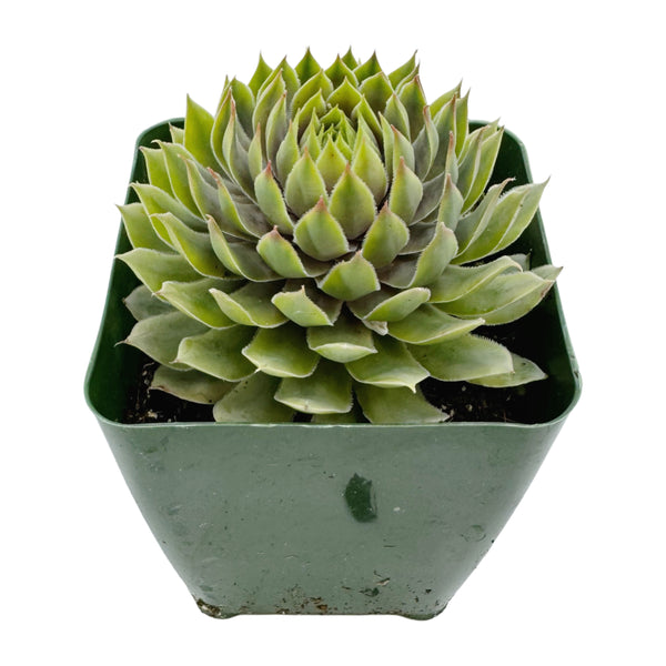 Sempervivum Pacific Blue Ice