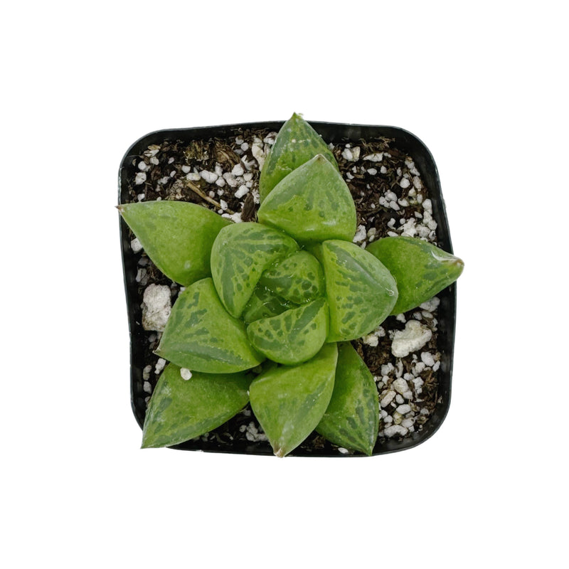 haworthia window succulent Haworthia cuspidata