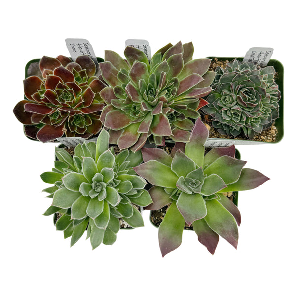 Sempervivum heuffelii Variety Pack