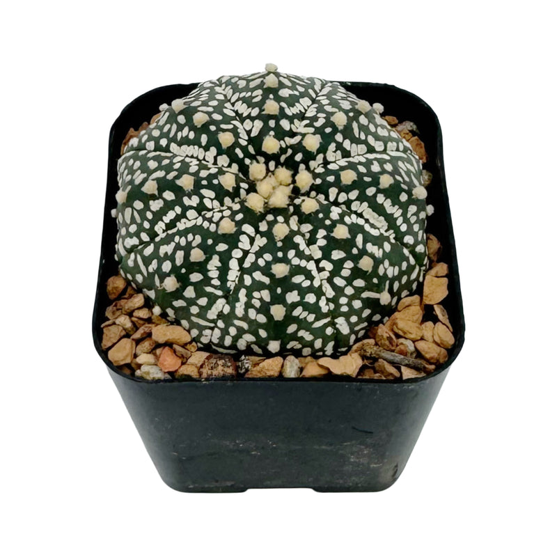 Astrophytum asterias | Sand dollar cactus cultivar ‘Superkabotu’ for sale by Lazy Gardens. USA grown. 