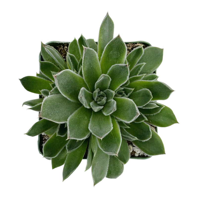 Sempervivum heuffelii ‘Randolph’