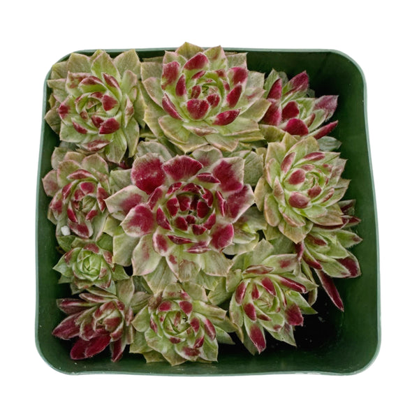 Sempervivum Fireworks