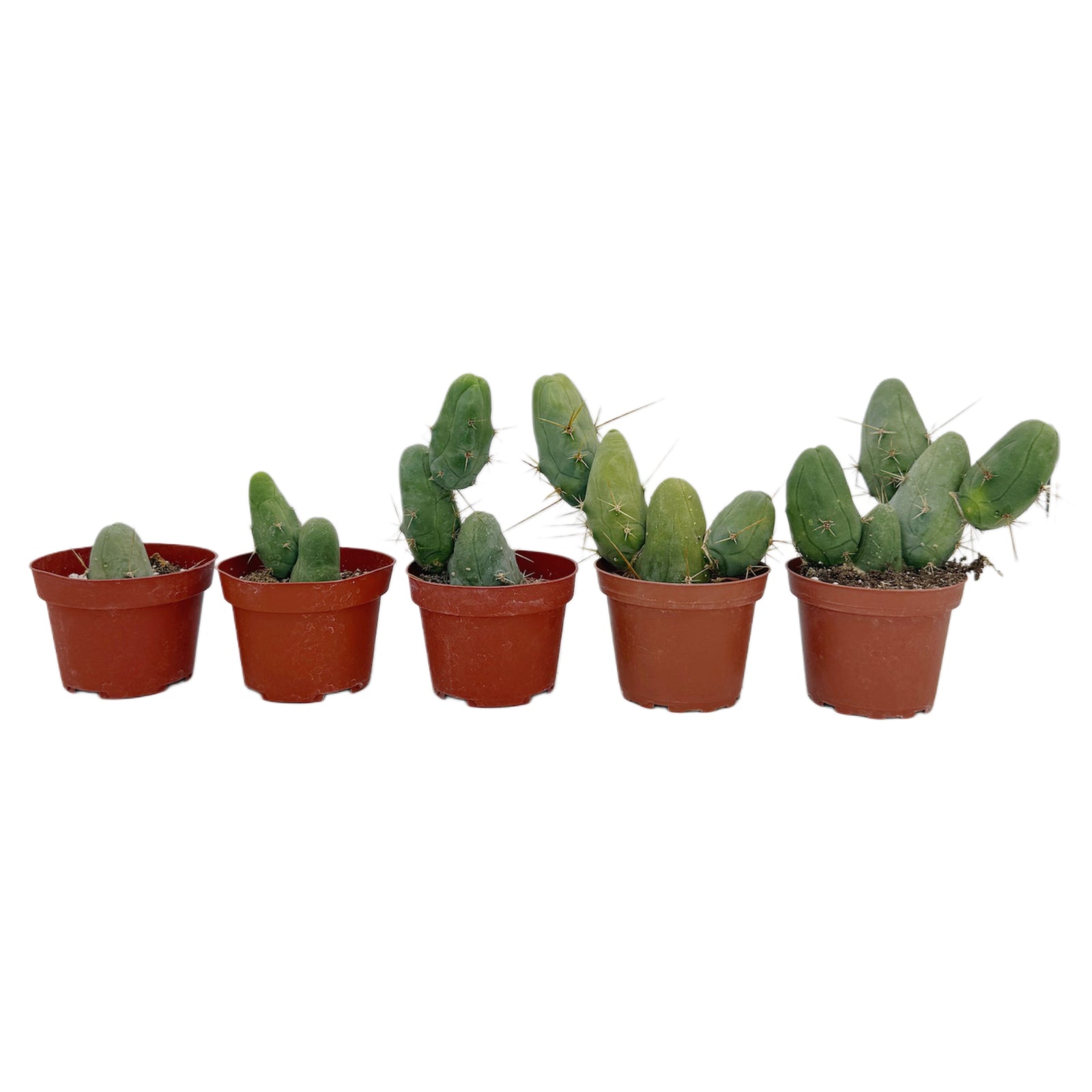 Trichocereus bridgesii monstrose | Penis Cactus
