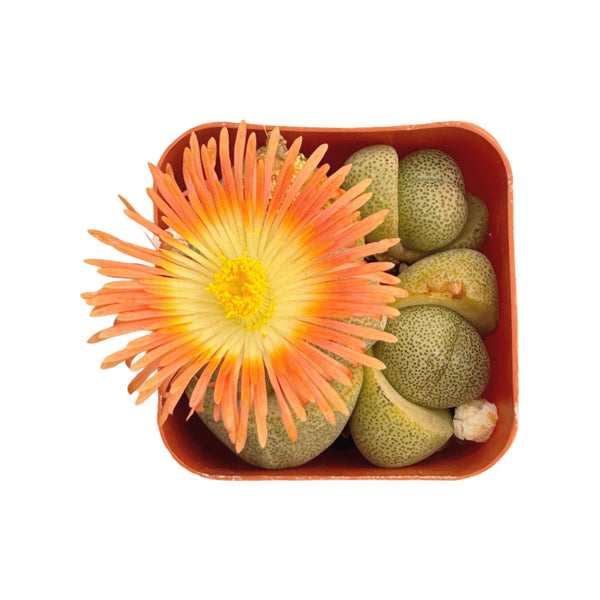 Pleiospilos Nelii