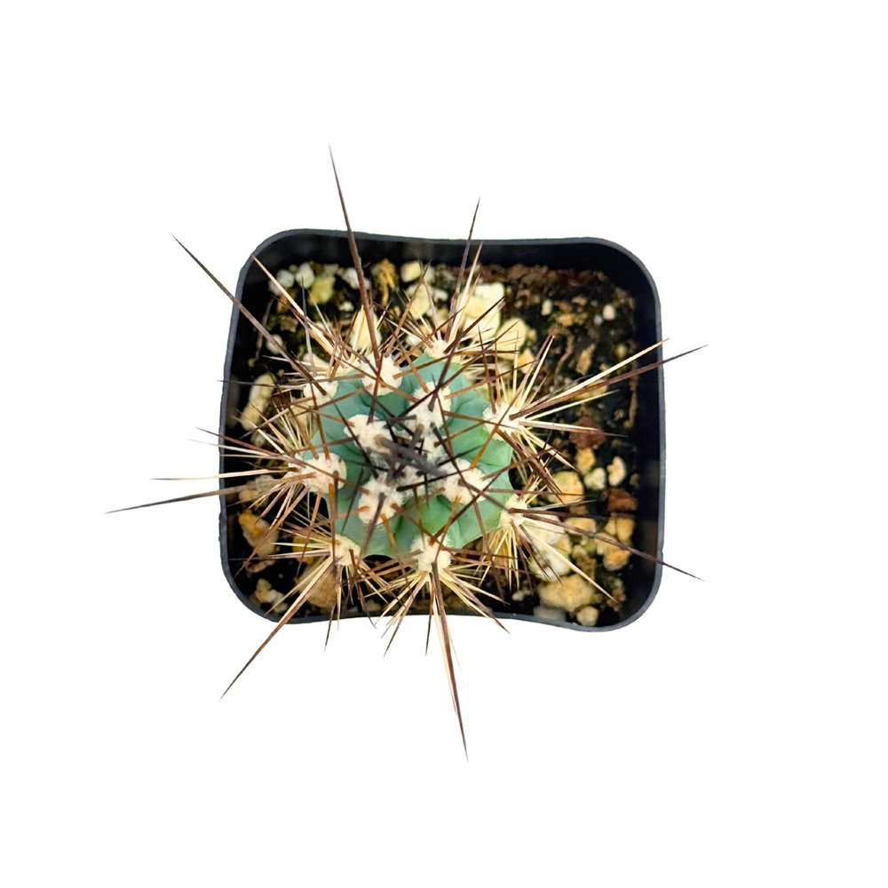 Stetsonia coryne | Toothpick Cactus – Lazy Gardens
