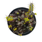 Euphorbia aeruginosa | Miniature Saguaro