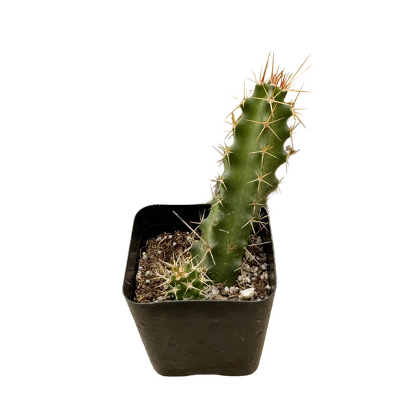 Echinocereus pentalophus | Lady Finger Cactus - Lazy Gardens