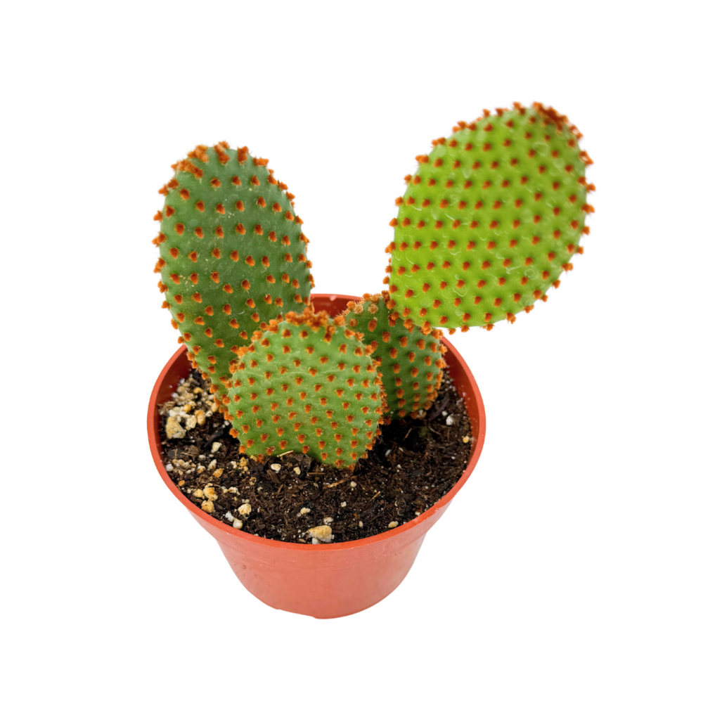Opuntia rufida
