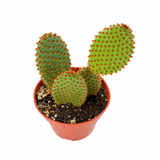 Opuntia rufida | Cinnamon cactus