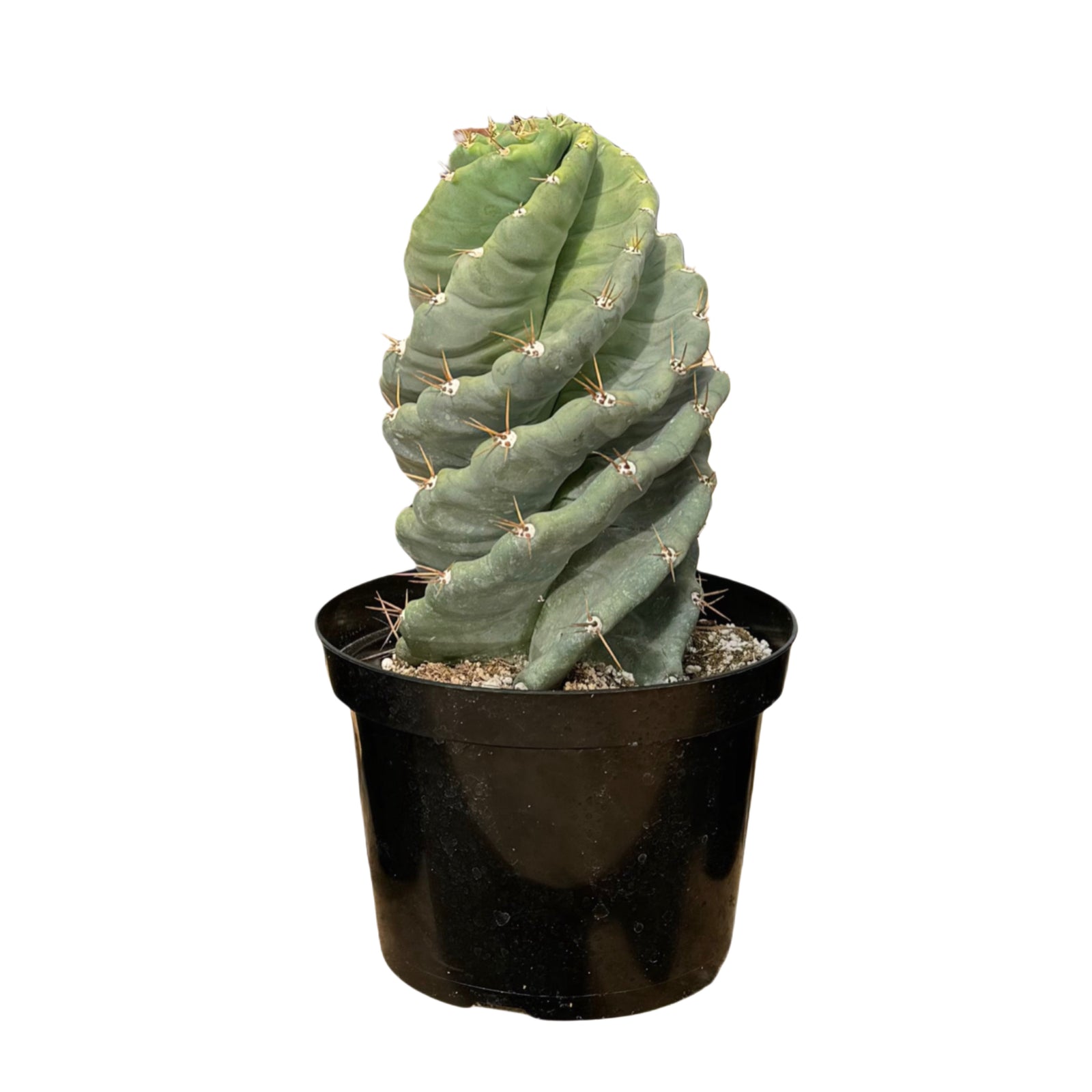 Cereus forbesii Spiralis