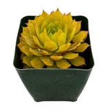 Sempervivum Bright Sun