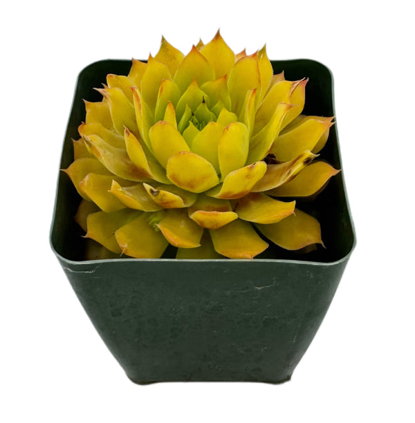 Sempervivum Bright Sun