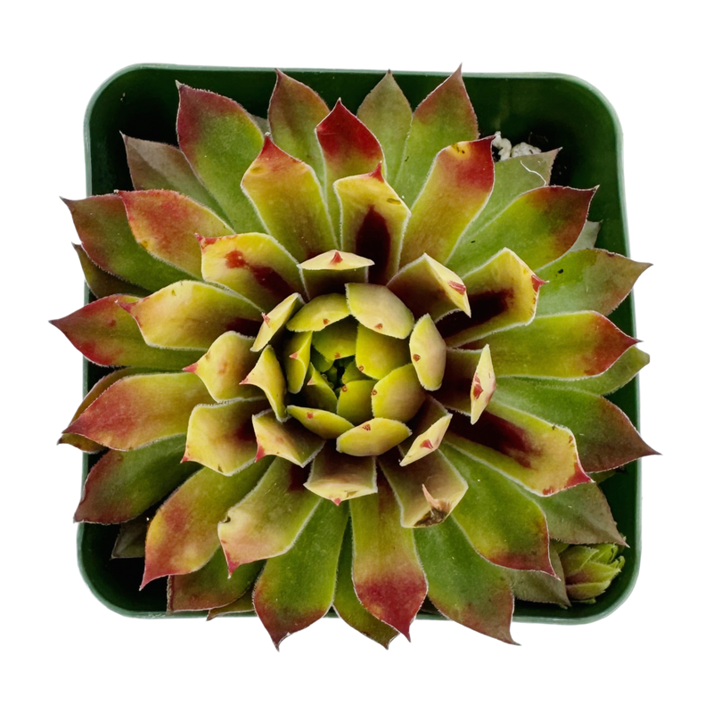 Sempervivum Sunset