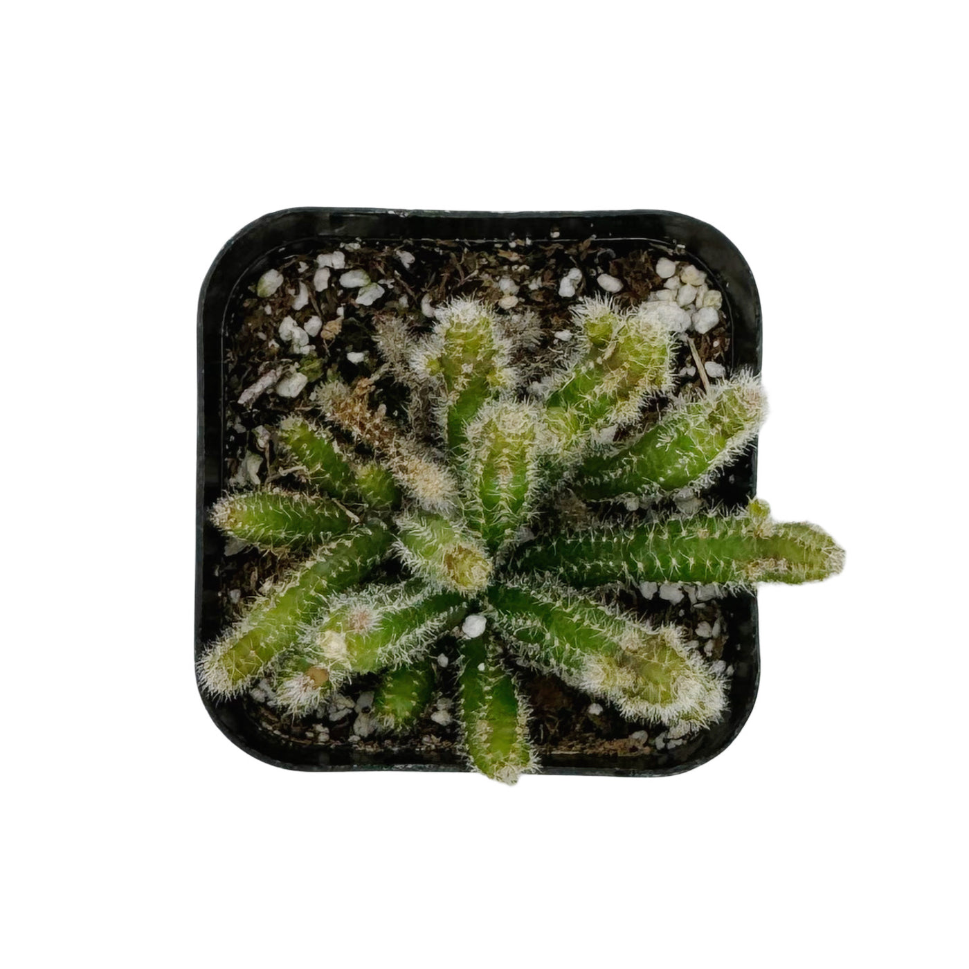 Rhipsalis baccifera horrida