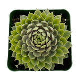 Sempervivum Pacific Blue Ice