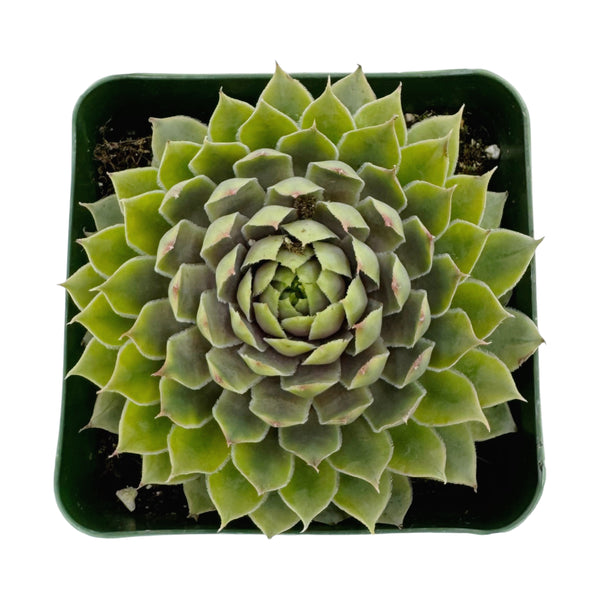 Sempervivum Pacific Blue Ice
