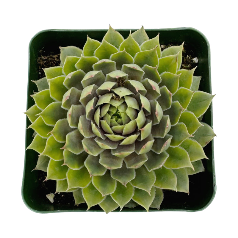Sempervivum Pacific Blue Ice