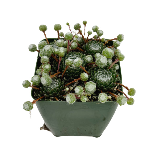 Sempervivum Tomentosum