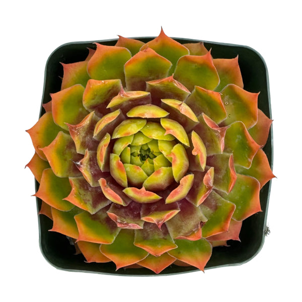 Sempervivum Bright Sun