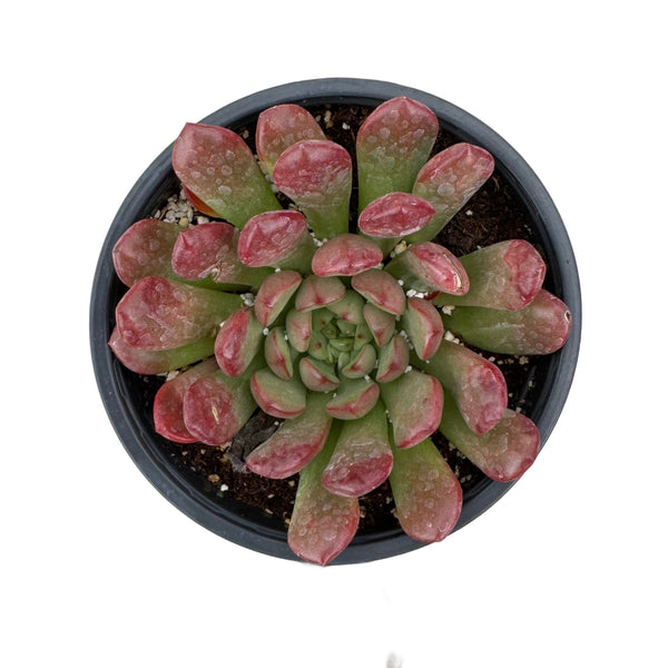 Graptoveria Bashful - Lazy Gardens
