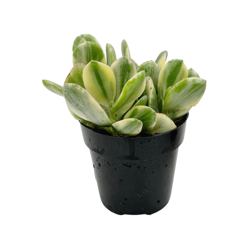 Crassula Ovata Tricolor | Tricolor Jade Plant - Lazy Gardens