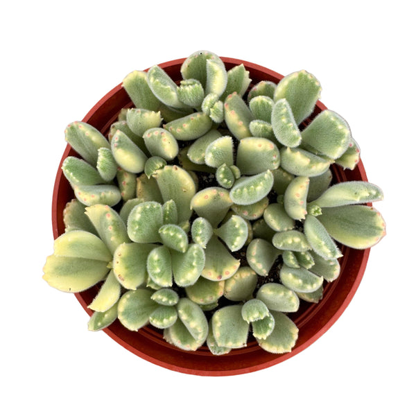 Cotyledon tomentosa variegata | Bear Paw Variegated - Lazy Gardens