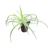 Agave Bracteosa Variegata | Variegated Spider Agave - Lazy Gardens