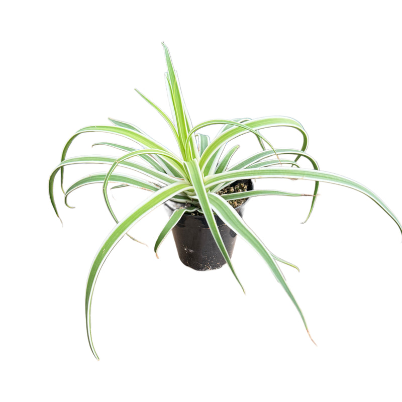 Agave Bracteosa Variegata | Variegated Spider Agave - Lazy Gardens