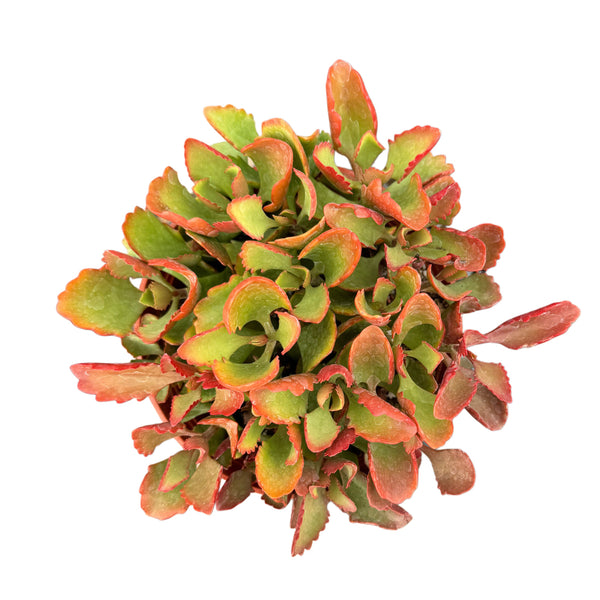 Kalanchoe sexangularis | Six Angled Kalanchoe - Lazy Gardens