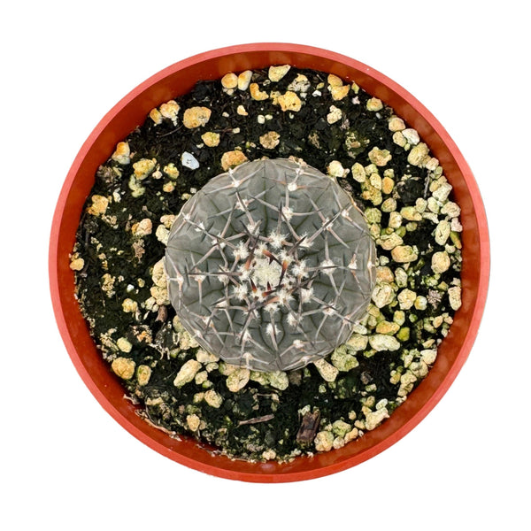 Gymnocalycium quehlianum | Quehla chin cactus - Lazy Gardens