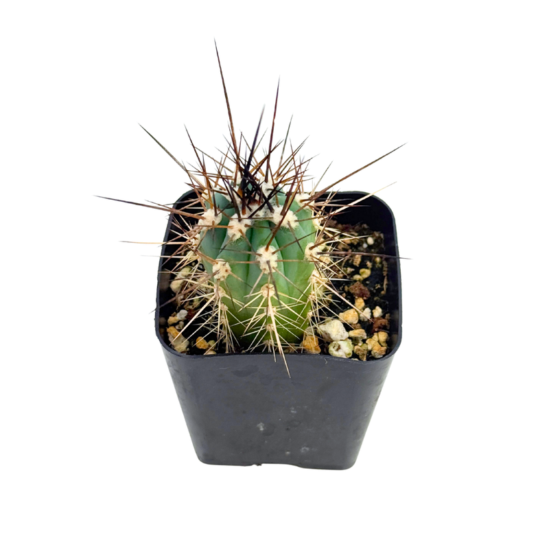 Stetsonia coryne