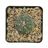 Astrophytum asterias | Sand Dollar Cactus