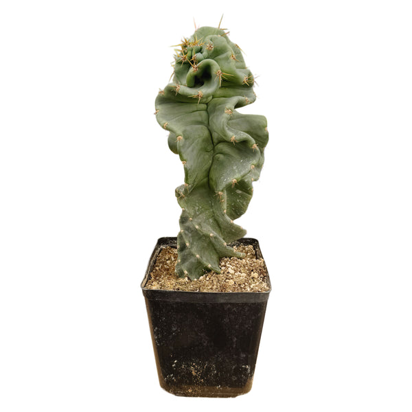 Cereus forbesii Spiralis Turbulence | Turbulence Spiral Cactus
