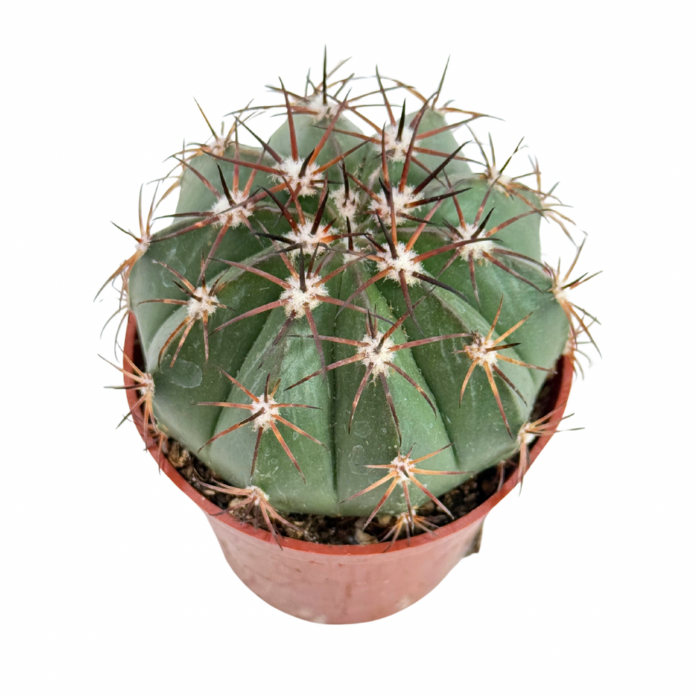 Melocactus maxonii