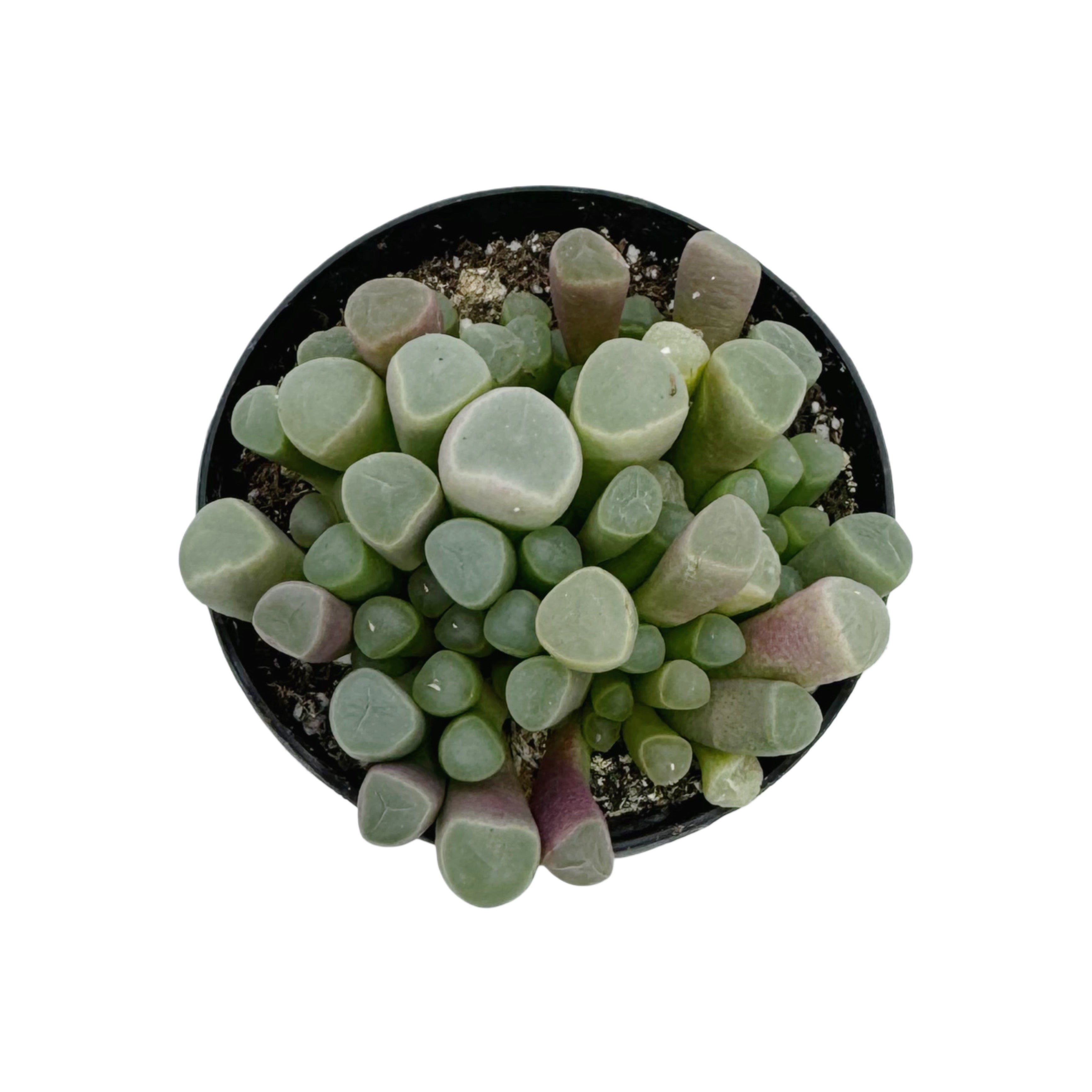 succulent that looks like toes Fenestraria Aurantiaca