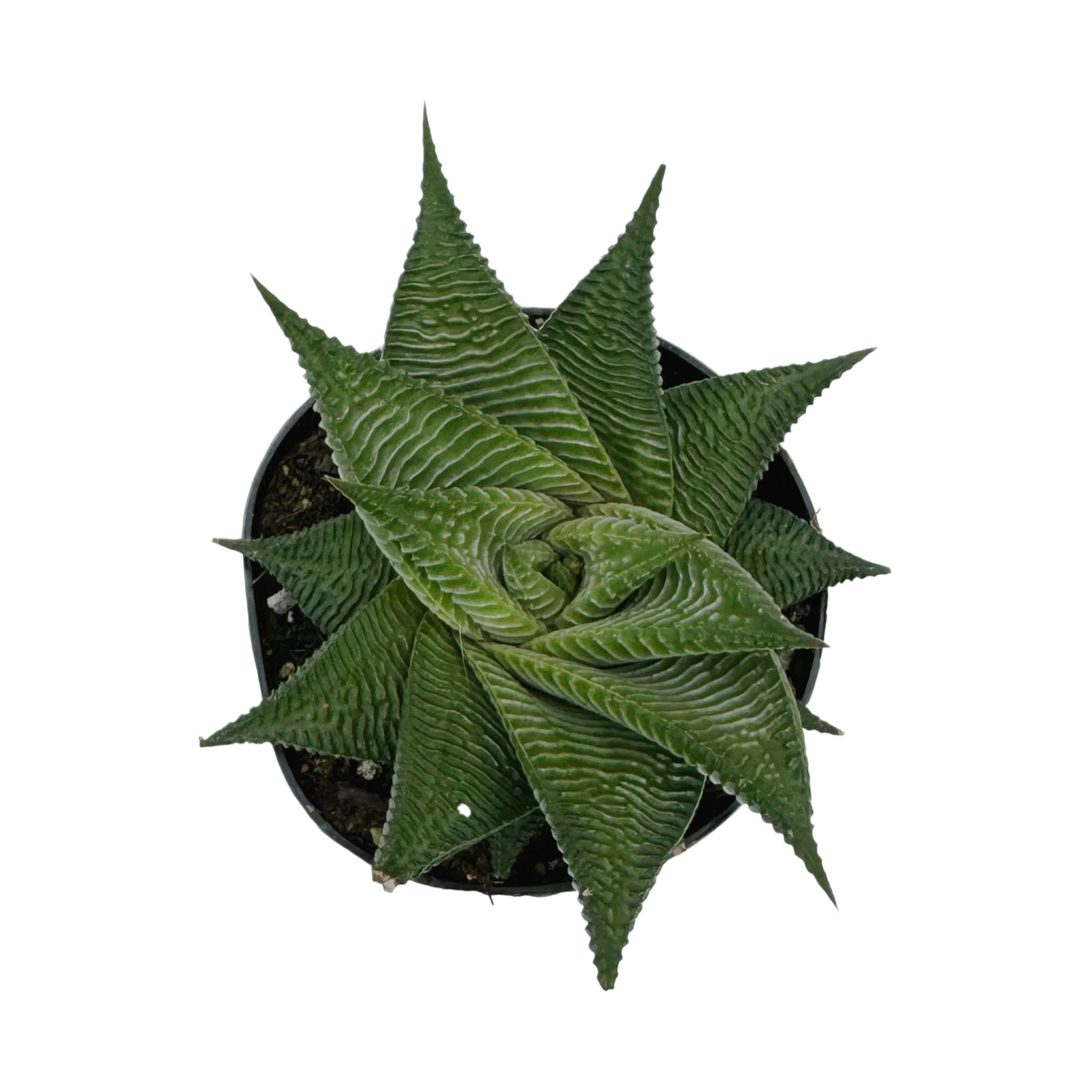 Haworthia limifolia spiralis | Twister Haworthia – Lazy Gardens