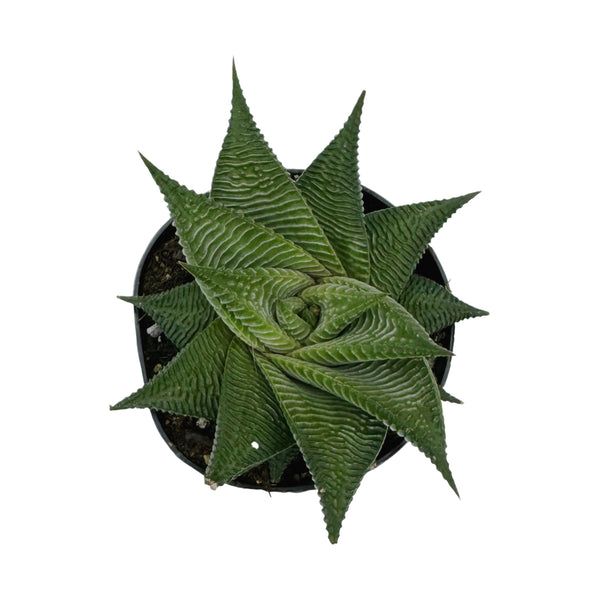 succulent haworthia limifolia Haworthia limifolia spiralis