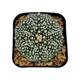Astrophytum asterias | Sand dollar cactus cultivar ‘Superkabuto’ for Sale by Lazy Gardens. USA grown. 