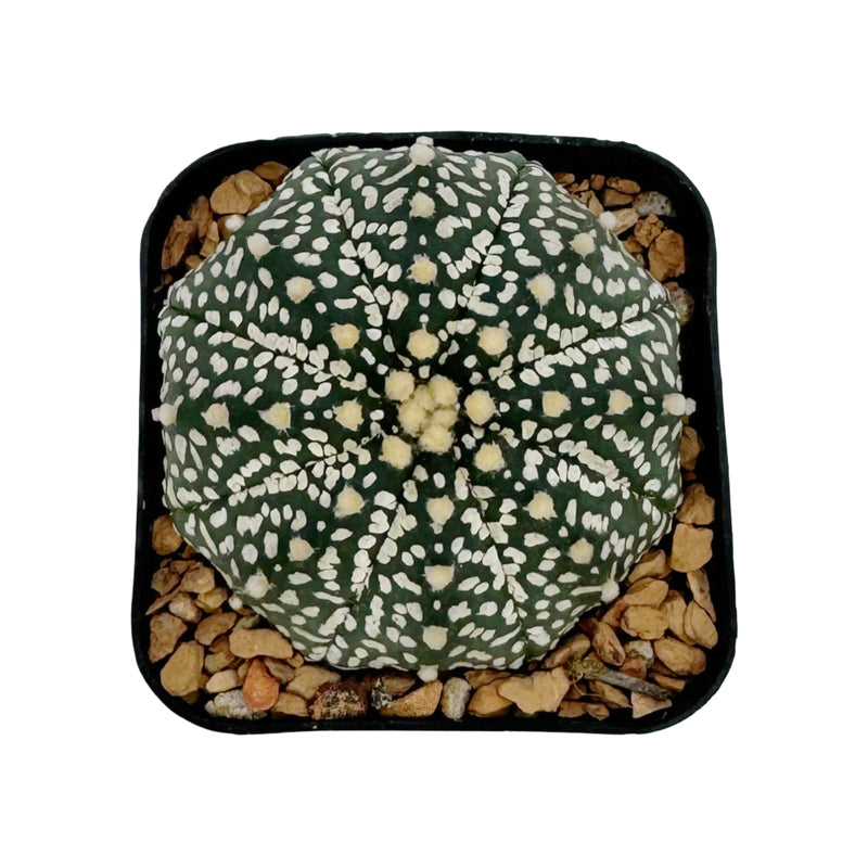 Astrophytum asterias | Sand dollar cactus cultivar ‘Superkabuto’ for Sale by Lazy Gardens. USA grown. 