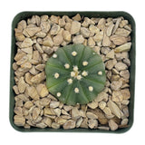 Astrophytum asterias | Sand Dollar Cactus