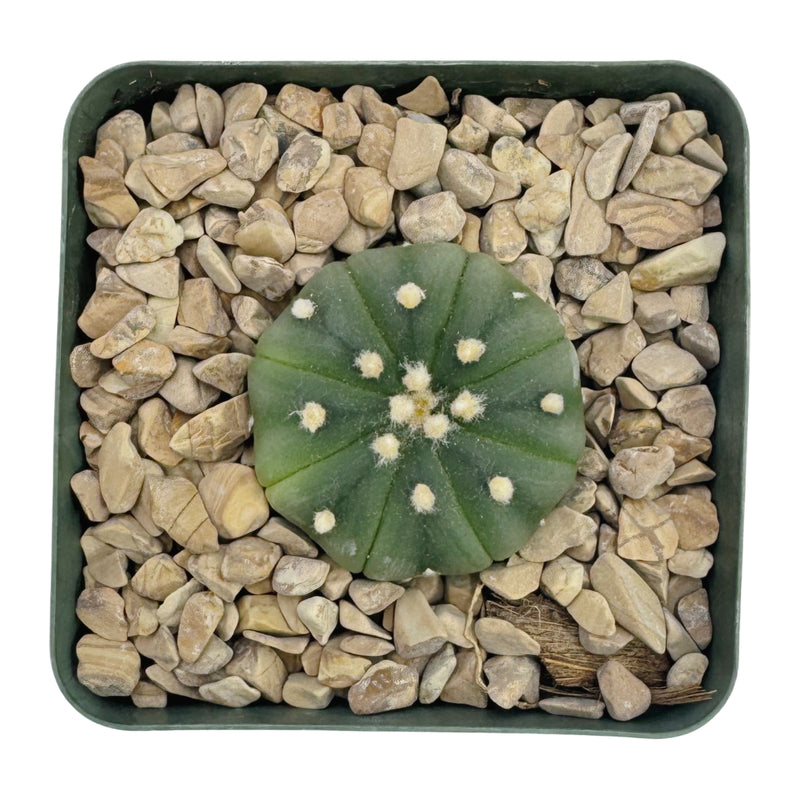 Astrophytum asterias | Sand Dollar Cactus