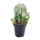 Euphorbia horrida | African Milk Barrel