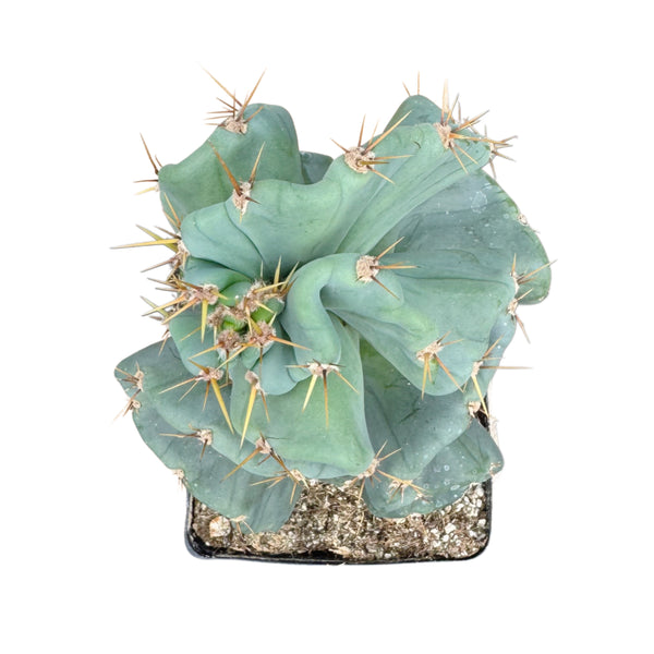 Cereus forbesii Spiralis Turbulence | Turbulence Spiral Cactus
