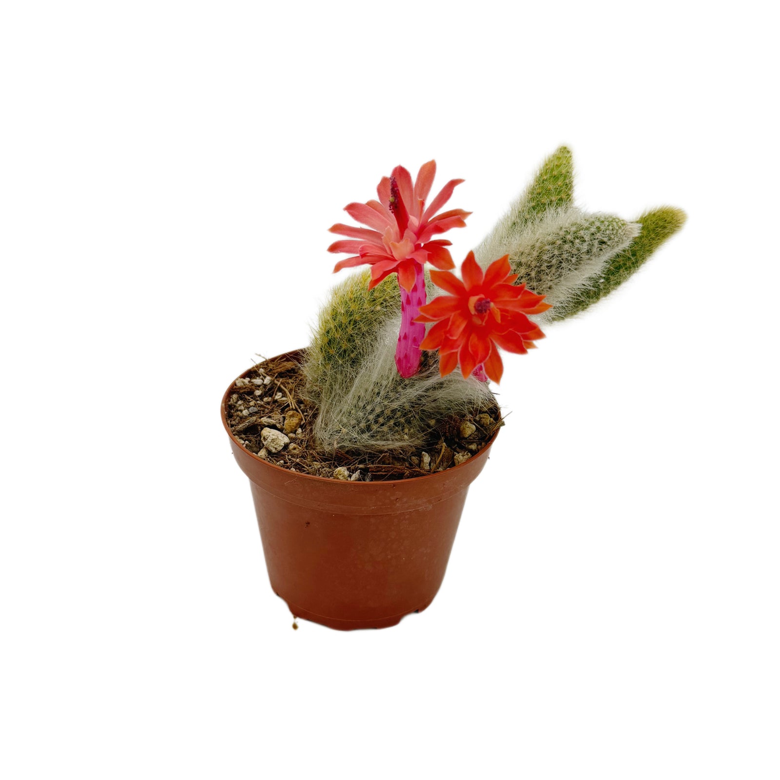 monkey tail cactus Cleistocactus colademononis