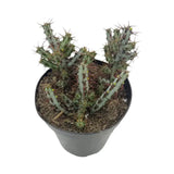 Euphorbia aeruginosa | Miniature Saguaro