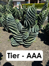 Cereus forbesii Spiralis Field Specimen | Extra Large Branching Spiral Cactus