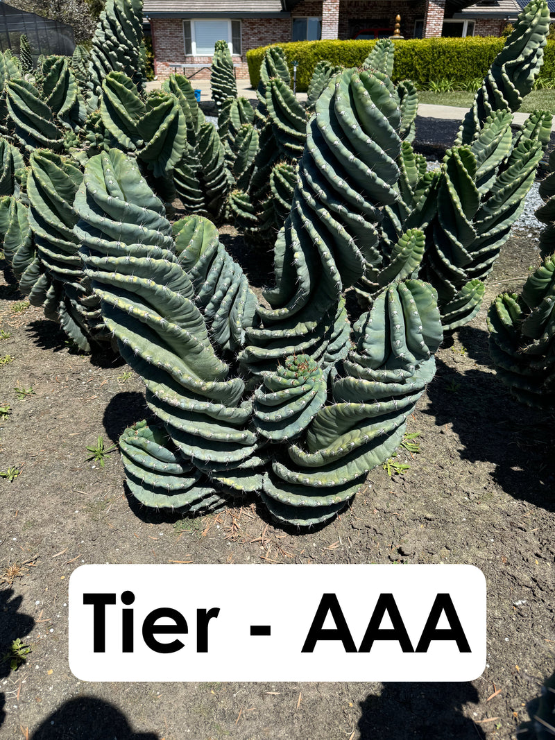 Cereus forbesii Spiralis Field Specimen | Extra Large Branching Spiral Cactus